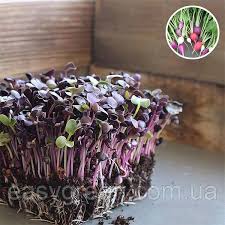 Как часто и правильно поливать лилии?