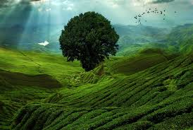 Желтеет елка что делать