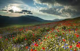 Как вырастить хризантему из букета в домашних условиях?