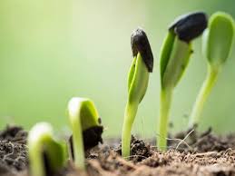 Виноград черенки в банке с водой