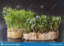 Чеснок желтеет чем полить