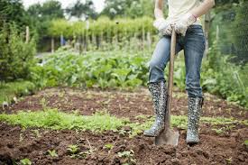 Все о размножении кактусов