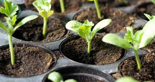 Как размножить алоэ в домашних условиях?