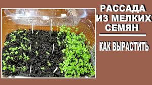 Почему не цветет орхидея в домашних условиях и что с этим делать?