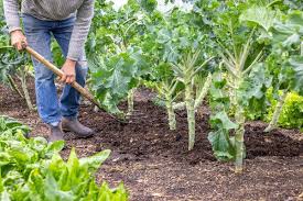 Калифорнийский червь разведение что нужно знать