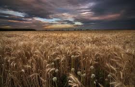 Примула обконика: описание, сорта и уход в домашних условиях