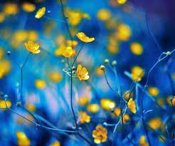 Самшит посадка и уход в открытом грунте