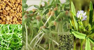 Соленые грибы горчат что делать