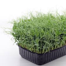 Ремонтантная малина что это значит