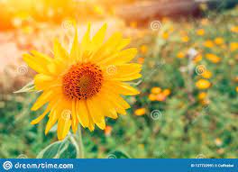 Как вырастить арахис дома