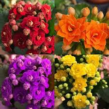 Какие цветы любят тень в квартире