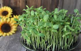 Плоды петрушки огородной что это такое