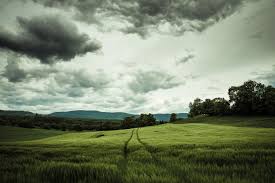 У кролика горячие уши что делать