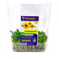 Олеандр не цветет что делать