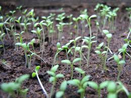 Паутинка на розе что делать