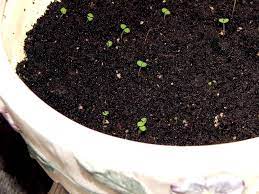 Обзор лучших видов и сортов клематиса