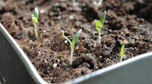 Чем кормить цыплят в 1 месяц дома