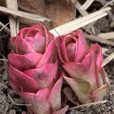 От чего зависит категория столового яйца