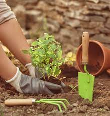 Бахромчатые тюльпаны: характеристики и лучшие сорта