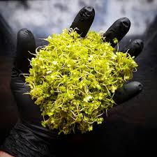 Все о японских пионах