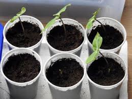 Сидераты что это и как работает