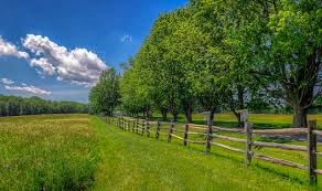 Чем подкормить цитрусовые в домашних условиях