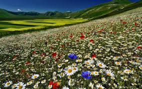 Вишневые веточки от чего помогают