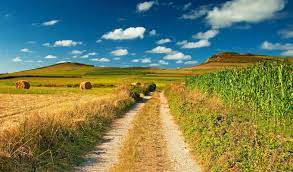 Виды чечевицы в чем разница